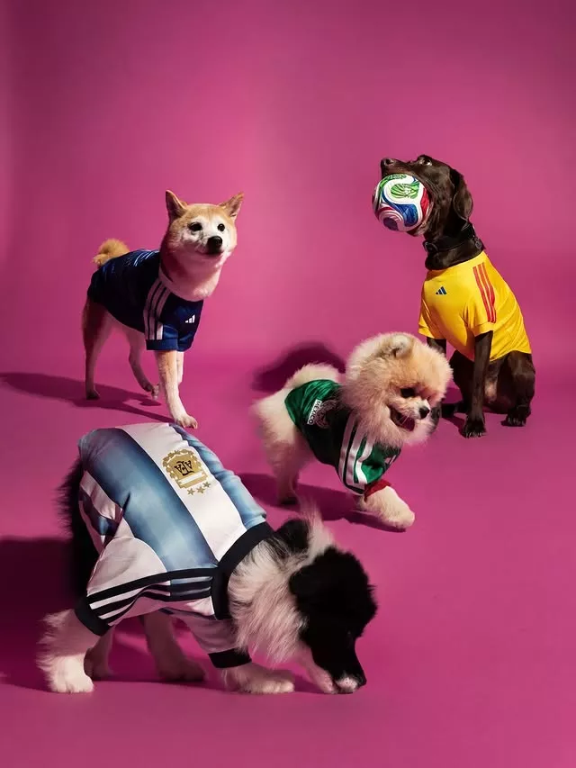 Quand adidas dévoile des maillots de foot... pour les animaux de compagnie