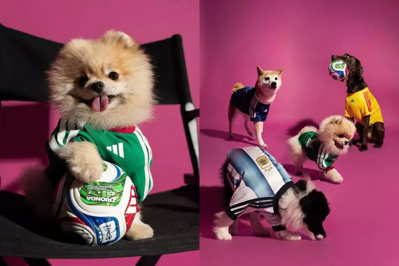 Quand adidas dévoile des maillots de foot… pour les animaux de compagnie
