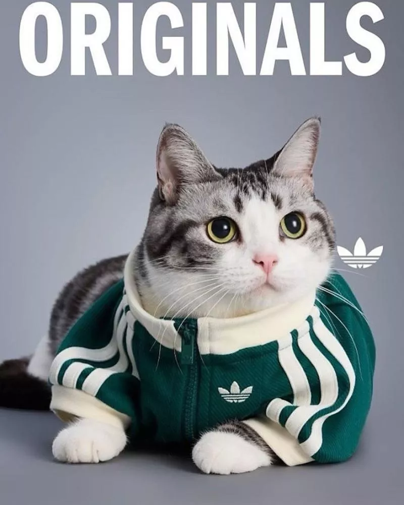 Quand adidas dévoile des maillots de foot... pour les animaux de compagnie